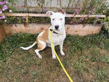 OPHELIA -  Pit Bull Terrier and Mixed Breed Dog for Adoption in Mckinleyville, California - OPHELIA | PetCurious