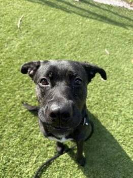 Texas - 2 -  Labrador Retriever and Mixed Breed Dog for Adoption in Daytona Beach, Florida - Texas - 2 | PetCurious