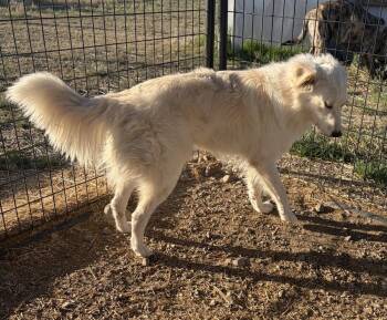 Border Collie and Great Pyrenees Dogs Available for Adoption in Challis, Idaho - Maggy | PetCurious