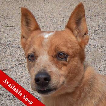 Petunia -  Cattle Dog and Australian Shepherd Dog for Adoption in Huntley, Illinois - Petunia | PetCurious