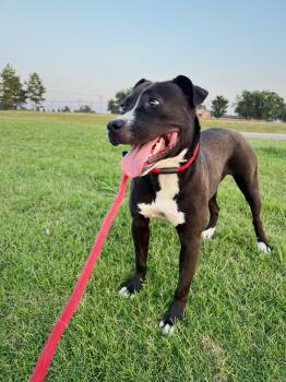 Rescue Staffordshire Bull Terrier Dogs for Adoption in Glenpool, Oklahoma - Belle | PetCurious