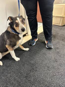 Maud -  Mixed Breed Dog for Adoption in Rock Springs, Wyoming - Maud | PetCurious