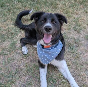 Miles (Per Gallon) -  Border Collie and Great Pyrenees Dog for Adoption in Logan, Utah - Miles (Per Gallon) | PetCurious