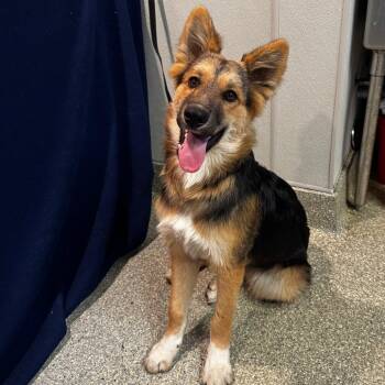 Ryder -  German Shepherd Dog Dog for Adoption in San Gabriel, California - Ryder | PetCurious