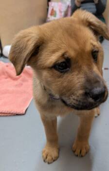 German Shepherd Dog and Golden Retriever Dogs Available for Adoption - Seltos | PetCurious