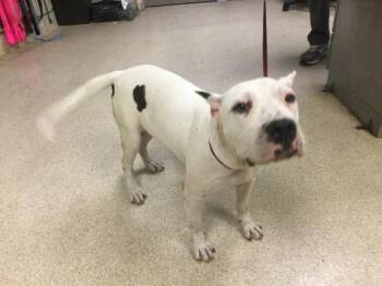 VANILLA -  Boxer Dog for Adoption in Riverside, California - VANILLA | PetCurious