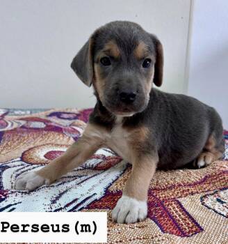 Labrador Retriever Dogs Available for Adoption - Perseus  | PetCurious