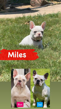 Miles -  French Bulldog Dog for Sale in Wills Point, Texas - Miles | PetCurious