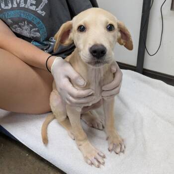Jalopy -  Feist and Labrador Retriever Dog for Adoption in Hattiesburg, Mississippi - Jalopy | PetCurious