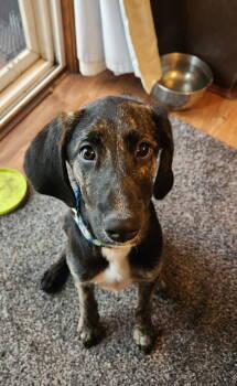 Rescue Hound Dogs for Adoption in Minneapolis, Minnesota - Gigi D6117 | PetCurious