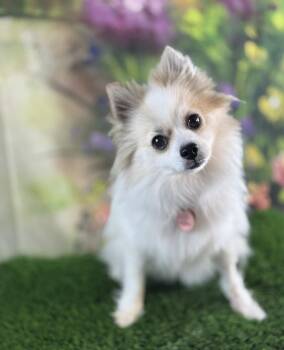 Pomeranian Dogs Available for Adoption in Garland, Texas - Oshie | PetCurious