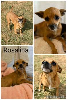 Chihuahua Dogs Available for Adoption in Enterprise, Alabama - Rosalina | PetCurious