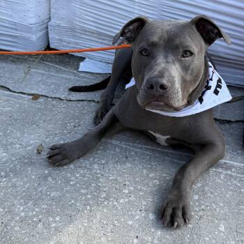 Pit Bull Terrier Dogs Available for Adoption - Titan | PetCurious