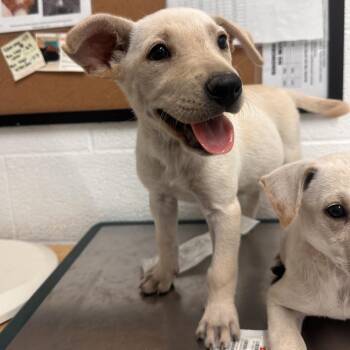 Shepherd and Mixed Breed Dogs Available for Adoption in Edinburg, Texas - Fava | PetCurious