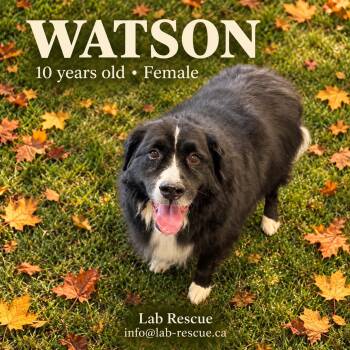 Watson -  Bernese Mountain Dog and Labrador Retriever Dog for Adoption in Oakville, Ontario - Watson | PetCurious