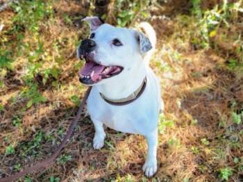 Pit Bull Terrier and Mixed Breed Dogs Available for Adoption in Cincinnati, Ohio - Ruby | PetCurious