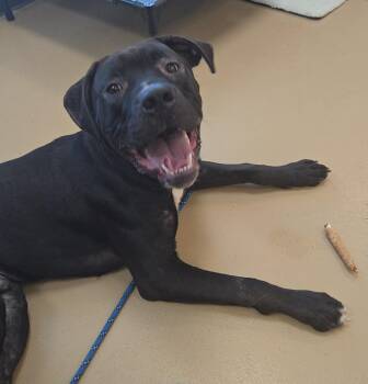 Rescue Terrier Dogs for Adoption in Xenia, Ohio - Baby Huey | PetCurious
