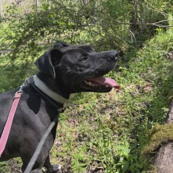 Scooter -  Pit Bull Terrier and Mixed Breed Dog for Adoption in Shinnston, West Virginia - Scooter | PetCurious