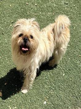 ROCKY -  Brussels Griffon and Mixed Breed Dog for Adoption in Salinas, California - ROCKY | PetCurious