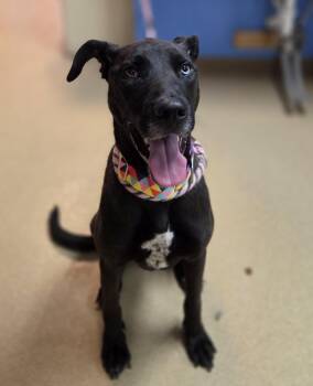 Black Labrador Retriever Dogs Available for Adoption - Brooke | PetCurious