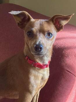 Copper -  Chiweenie Dog for Adoption in Mckenzie, Tennessee - Copper | PetCurious