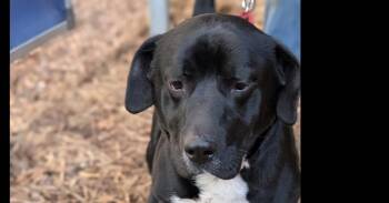 Labrador Retriever Dogs Available for Adoption in Hartwell, Georgia - 7693 Stubbie | PetCurious
