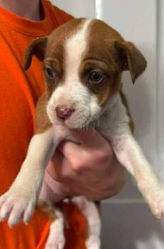 Rescue Terrier and Australian Shepherd Dogs for Adoption in El Dorado, Arkansas - Cookie | PetCurious