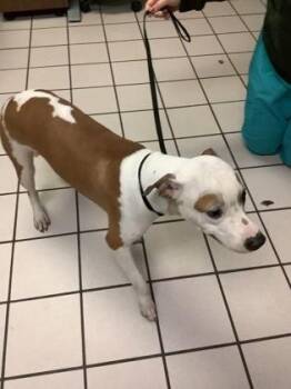 Mixed Breed Dogs Available for Adoption - Wiggly Worm | PetCurious