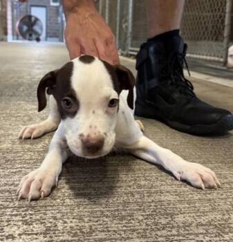 Spinel -  Mixed Breed Dog for Adoption in Savannah, Georgia - Spinel | PetCurious