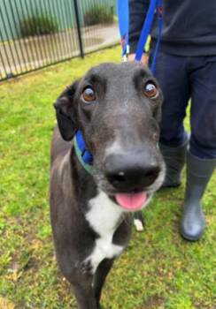 Greyhound Dogs Available for Adoption - Copious (Slim) | PetCurious