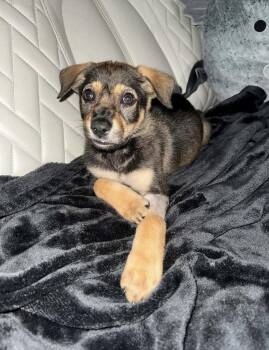 Shepherd Dogs Available for Adoption in Denver, Colorado - Mira | PetCurious