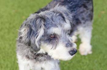 Schnauzer and Terrier Dogs Available for Adoption - Meeko | PetCurious