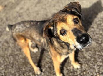 Shepherd Dogs Available for Adoption - Dante | PetCurious