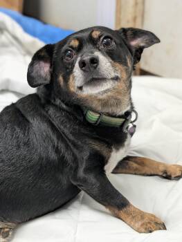 Dachshund Dogs Available for Adoption - Pal | PetCurious