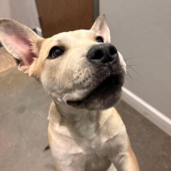 November -  Mixed Breed Dog for Adoption in Matteson, Illinois - November | PetCurious