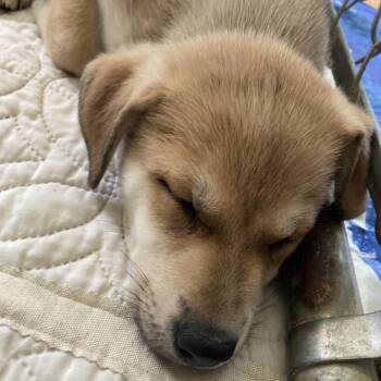 Baxter -  Terrier and Mixed Breed Dog for Adoption in Spokane, Washington - Baxter | PetCurious