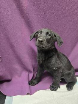 Gonzo the Great -  German Shepherd Dog and Mixed Breed Dog for Adoption in Roseville, California - Gonzo The Great | PetCurious
