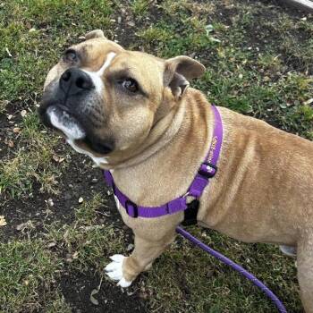 Staffordshire Bull Terrier Dogs Available for Adoption - Canoe | PetCurious