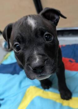John -  Mixed Breed Dog for Adoption in Warren, Michigan - John | PetCurious