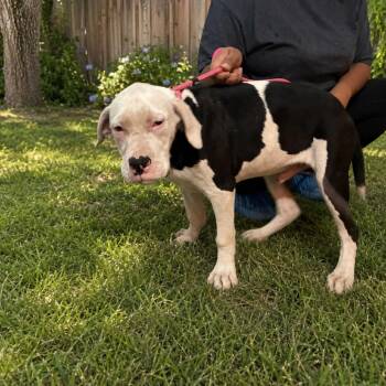 BRAVO -  Mixed Breed Dog for Adoption in Richmond, California - BRAVO | PetCurious