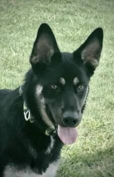 Georgie -  German Shepherd Dog Dog for Adoption in Lucas, Texas - Georgie | PetCurious
