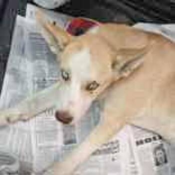 Rescue Siberian Husky Dogs for Adoption in Portsmouth, Ohio - Kavick | PetCurious