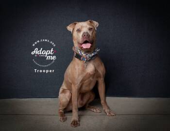 Rescue Pit Bull Terrier and Weimaraner Dogs for Adoption in Millcreek, Utah - Trooper | PetCurious