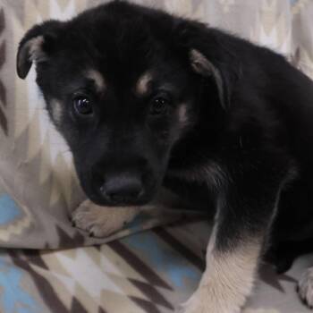 Ellen D11520 -  German Shepherd Dog and Labrador Retriever Dog for Adoption - Ellen D11520 | PetCurious
