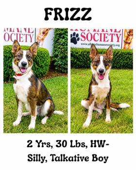 Frizz -  Australian Cattle Dog Blue Heeler and Collie Dog for Adoption in Albany, Georgia - Frizz | PetCurious