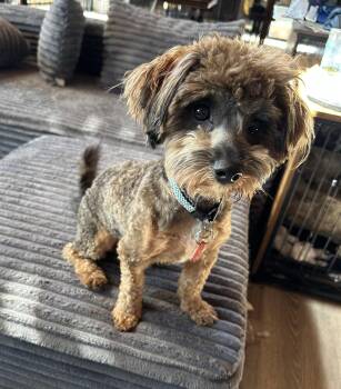Choko (m) -  Yorkshire Terrier and Poodle Dog for Adoption in Nashville, Tennessee - Choko (m) | PetCurious