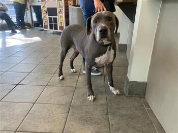 LINX -  Labrador Retriever Dog for Adoption in San Antonio, Texas - LINX | PetCurious