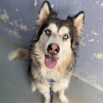 Milo -  Husky and Afghan Hound Dog for Adoption in Kyle, Texas - Milo | PetCurious