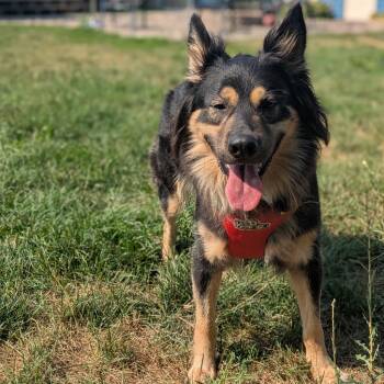 Stormi -  German Shepherd Dog and Mixed Breed Dog for Adoption in Minneapolis, Minnesota - Stormi | PetCurious