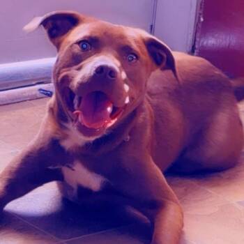 Pit Bull Terrier Dogs Available for Adoption in Roanoke, Virginia - Haze | PetCurious